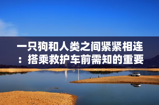 一只狗和人类之间紧紧相连：搭乘救护车前需知的重要提示